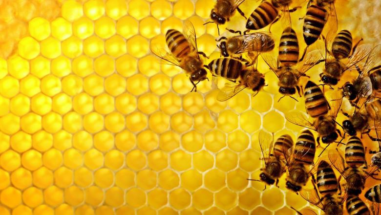 سم النحل يساعد على ضبط هرمون الغدة الدرقية