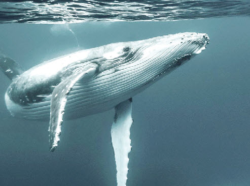 أميركا ترفع إجراءات الحماية عن معظم الحيتان الحدباء