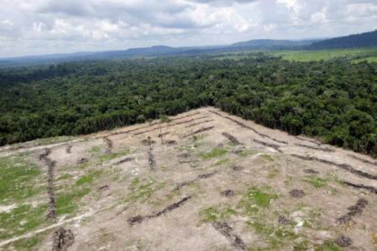 اتهام شركة لحوم برازيلية بانتهاك قوانين حماية غابات الأمازون