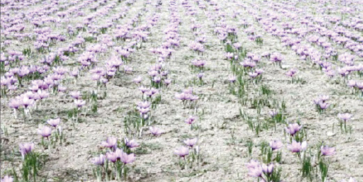 فريق بحثي سعودي يحقق طفرة وراثية بإنتاج «الزعفران» في مزارع الخرج