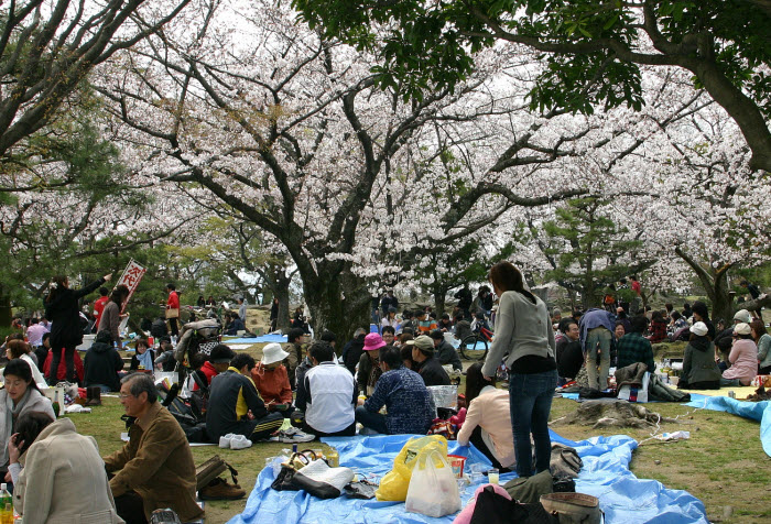 اليابانيون يحتفلون في فصل الربيع بمهرجان "هانامي" لتأمل تفتح ازهار الكرز