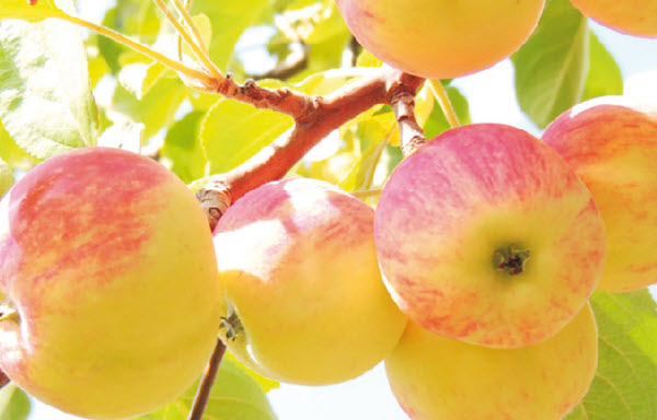 تناول التفاح يومياً يقي من السرطان !