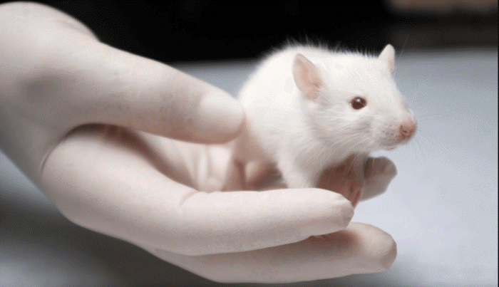  هل تتلاعب فئران التجارب بنتائج الاختبارات العلمية؟
