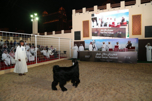 مشاركون كويتيون يشيدون بمهرجان "حلال قطر" في تعزيز الموروث الشعبي الخليجي