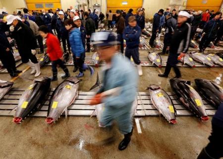 طوكيو تنقل أكبر سوق أسماك في العالم لمكان لآخر