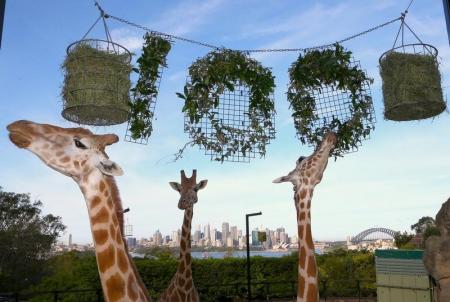 حديقة حيوانات في أستراليا تحتفل بأول مئوية لها