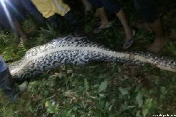 العثور على جثة مزارع مفقود في إندونيسيا داخل ثعبان