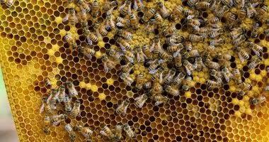مستشارة التغذية بـ" معجزة الشفاء " تكشف عن منشأ المركبات المضادة للميكروبات في عسل النحل
