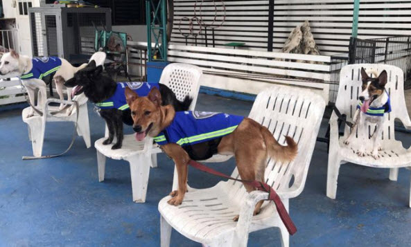 "سترات ذكية" تحول الكلاب الضالة في تايلاند إلى حراس للشوارع