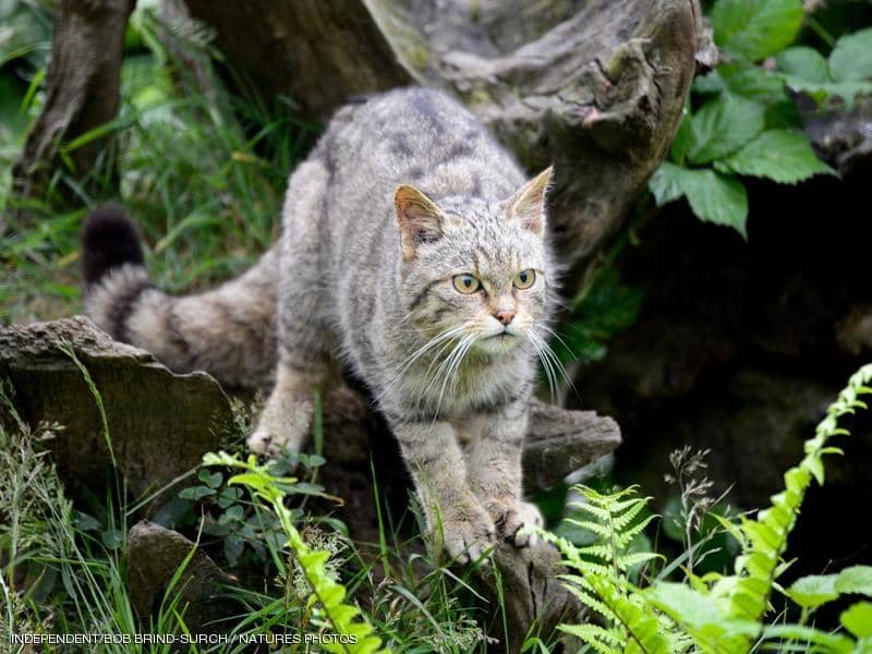 القط الإنجليزي "الشرس" يعود بعد 150 عاما من إعلان انقراضه