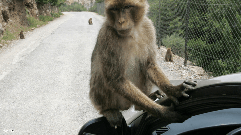 "تجارب القردة".. فضيحة جديدة في عالم السيارات الألمانية