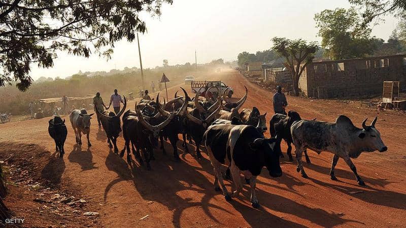 الأبقار جزء أساسي من المهر في جنوب السودان