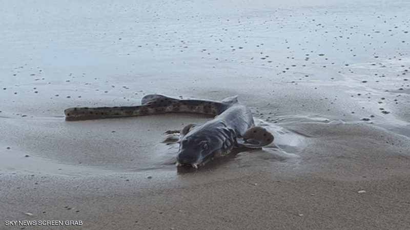العثور على كائن بحري غريب على شاطئ أسترالي