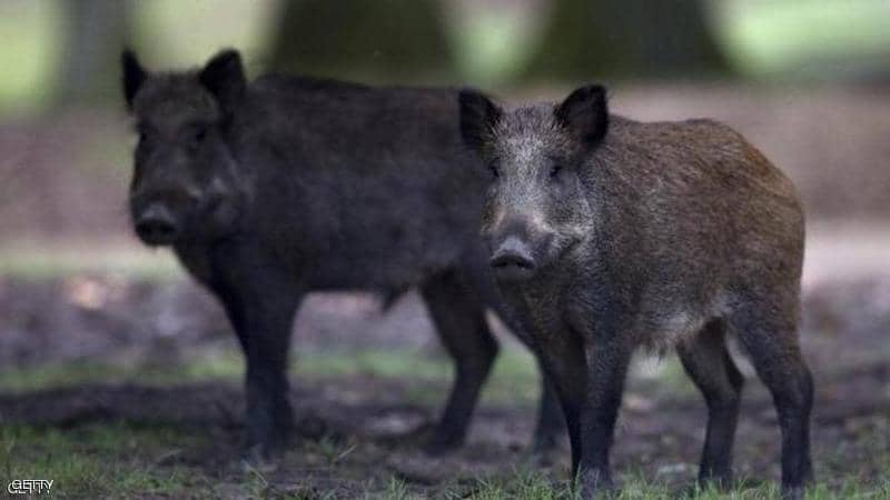 بؤرة جديدة لحمى الخنازير الأفريقية في الصين