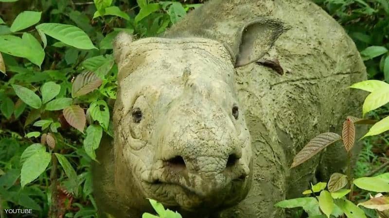 بعد انقراضه.. هل تحيي الخلايا الجذعية وحيد القرن الماليزي؟