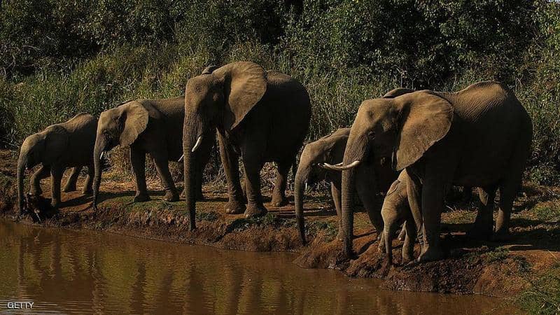 أصغر الكائنات تقضي على أضخمها..نفوق مئات الفيلة بسبب بكتيريا