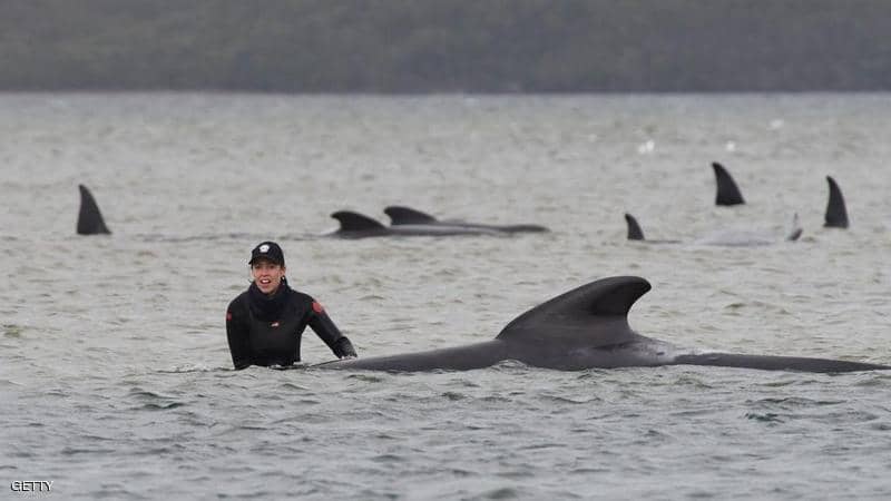 إنقاذ عشرات الحيتان بعد أسوأ جنوح جماعي بأستراليا 