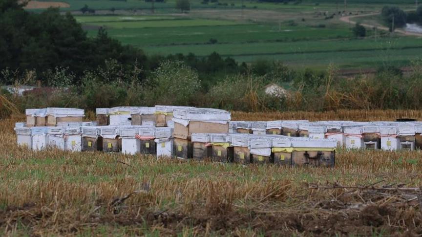 تربية النحل في تركيا.. مهنة البحث عن العسل