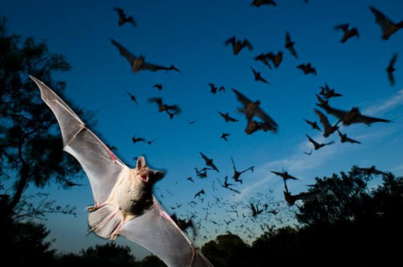 الخفافيش تحمل أجزاءً من فيروس سارس