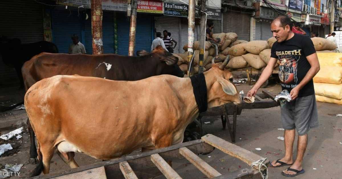   مقتل هندي ضربا.. والتهمة "تهريب أبقار"