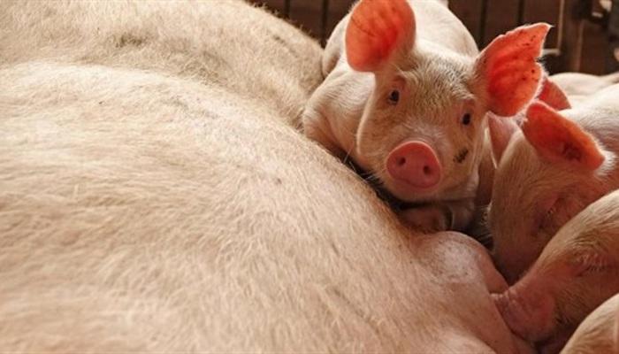 تفشي حمى الخنازير الأفريقية في الصين
