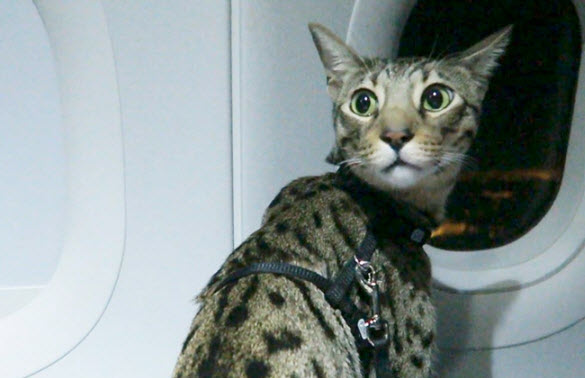 قطة تتسلل لقمرة قيادة طائرة باكستانية