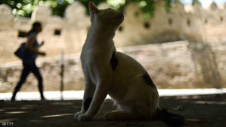 قطط جائعة نهشت جثة مربيها المسن في مصر
