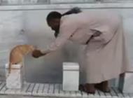 بالفيديو: رجل يسقي قطة بيديه في المسجد الحرام