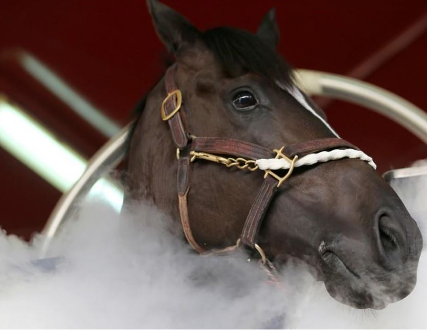  دبي تستخدم تكنولوجيا التبريد لعلاج الخيول لأول مرة في العالم