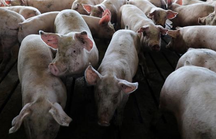 وزارة الزراعة الصينية تعلن نفوق 88 خنزيرا بسبب حمي الخنازير الأفريقية في جيانغسو