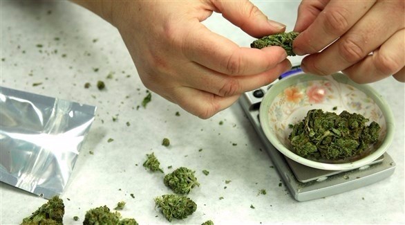 أوروغواي تبدأ بيع الماريجوانا للاستخدام الترفيهي الأربعاء