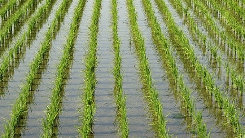 فريق بحثي صيني يعلن نجاح زراعة الأرز في صحراء دبي