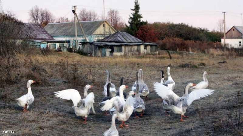 تفشي نوع خطير من إنفلونزا الطيور في روسيا