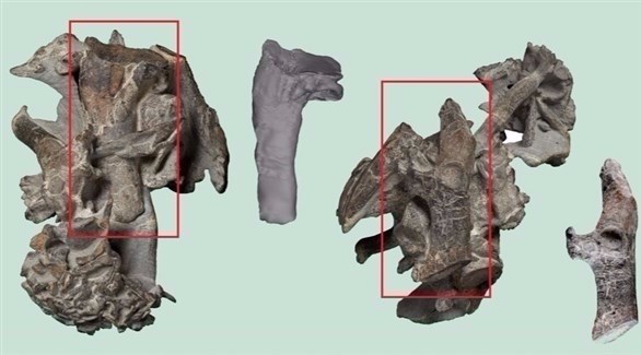 اكتشاف حفرية بطريق بحجم إنسان عمرها ملايين السنين