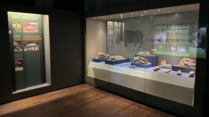 متحف تركي يعرض مستحاثات يتجاوز عمرها 8 ملايين عام 