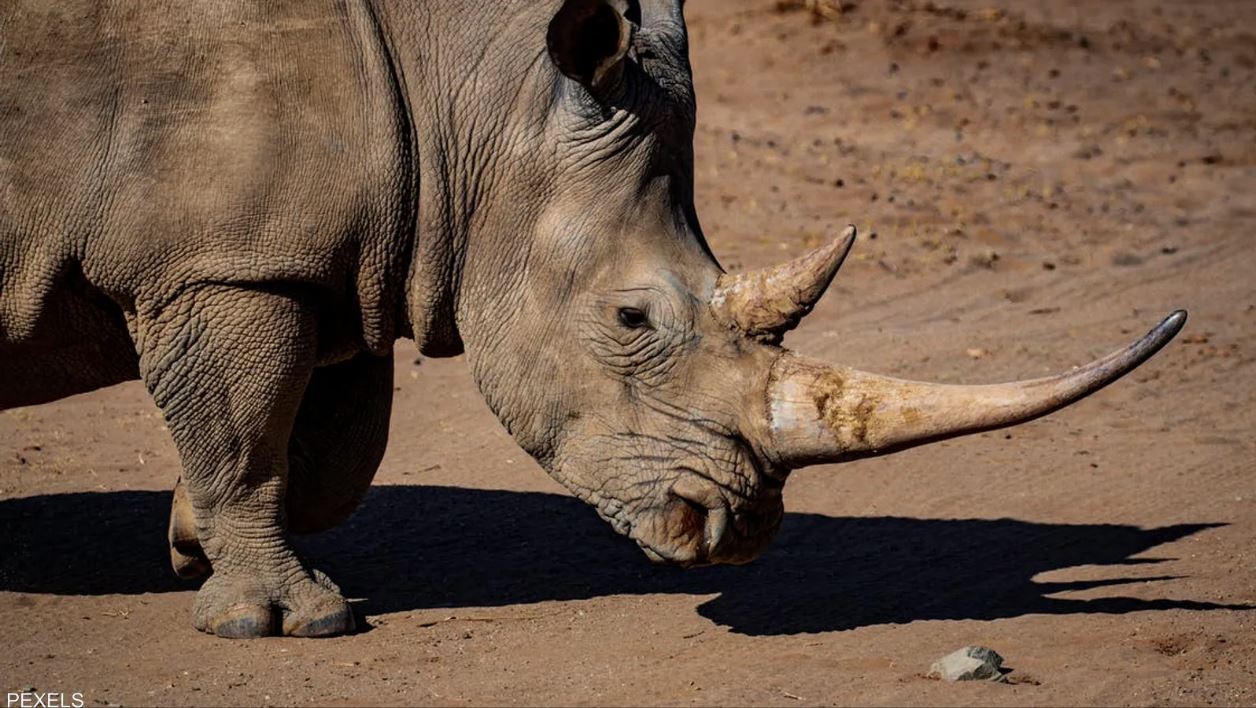 وحيد القرن يعود إلى  براري موزمبيق بعد 40 عاماً على انقراضه