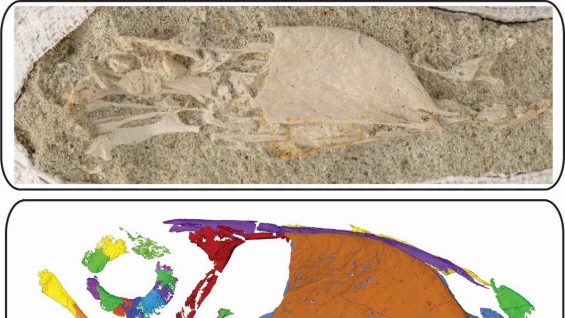 اكتشاف هيكل عظمي متحجر يظهر تنوع فصائل الطيور في زمن الديناصورات!