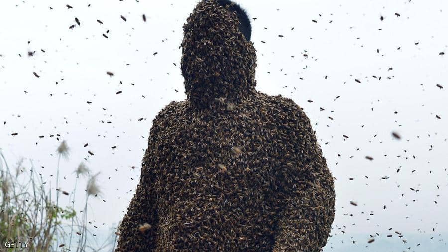 احذروا التقليد.. يجمع العسل ويأكله من النحل مباشرة