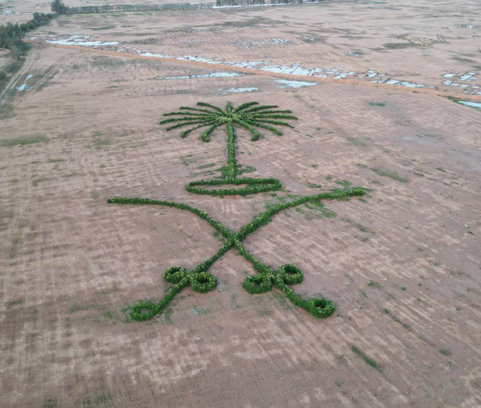  مواطن سعودي يشكل لوحة فنية لشعار المملكة من النباتات البرية في «رفحاء» 