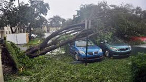 تكرار حوادث سقوط الأشجار الضخمة في روما
