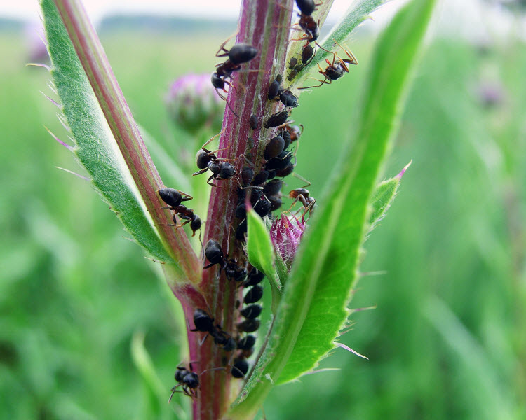 النمل يفرز أدوية لعلاج نفسه والنباتات