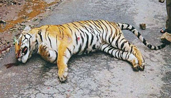 قتل نمر بالرصاص في باريس بعد هروبه من سيرك 