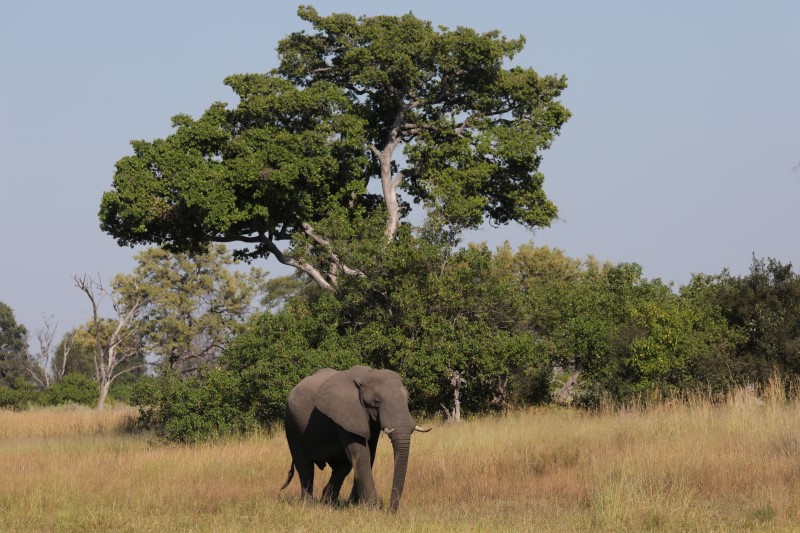 بوتسوانا تستعد لرفع الحظر على صيد الأفيال