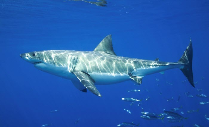  أسماك القرش البيضاء الكبيرة تحب التجمع  في المياه الدافئة الضحلة القريبة من الشاطئ 