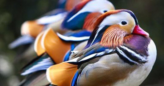 إلغاء معرض للطيور فى هولندا بعد سرقة أنواع نادرة