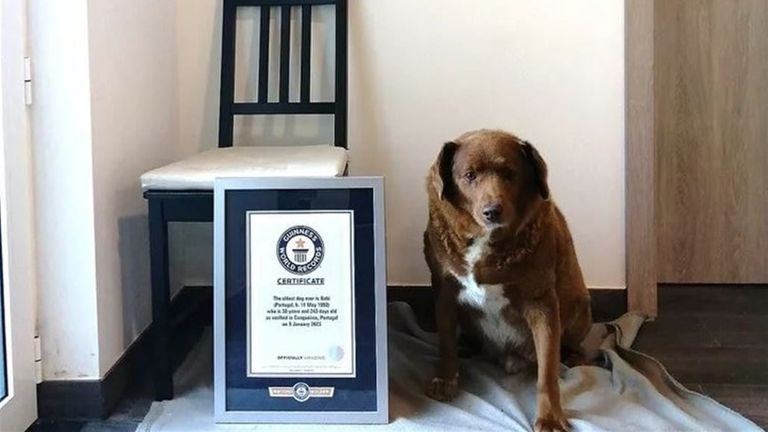  «غينيس» تعلن نفوق أكبر كلب في العالم عن 31 عاماً