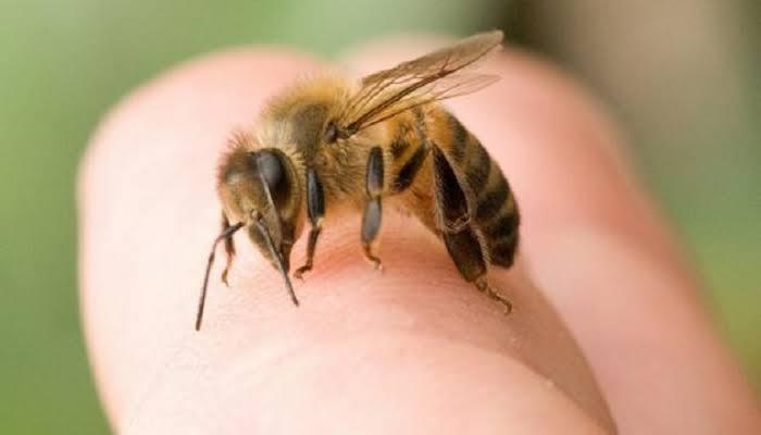 "معجزة الشفاء": دراسات تشير إلى قدرة سم النحل على الوقاية من الصدفية المستعصية وتلطيفها
