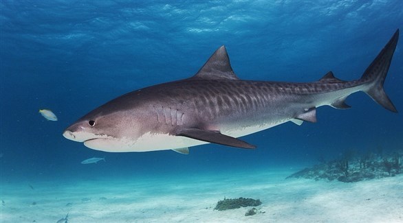 الصيد المفرط يهدد نصف أسماك القرش في البحر المتوسط بالانقراض