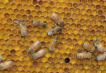 "معجزة الشفاء": خبز النحل يكافح الفشل الكلوي ويعزز وظائف الكليتين