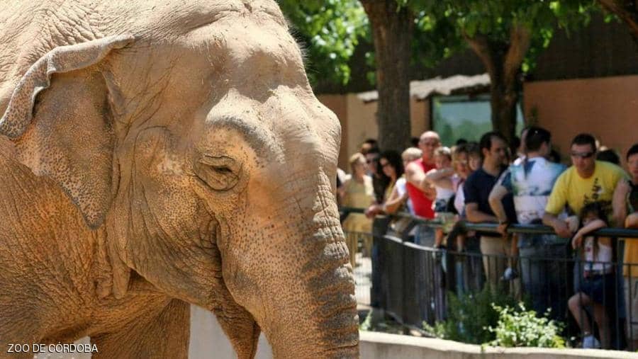 43 عاماً من «العذاب».. نفوق الفيل الأكثر حزناً في العالم
